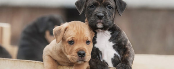 American Staffordshire