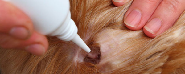 Otite du chien