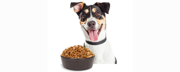 Croquette chien