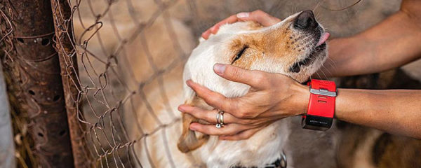 adopter un chien
