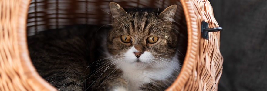 paniers pour animaux