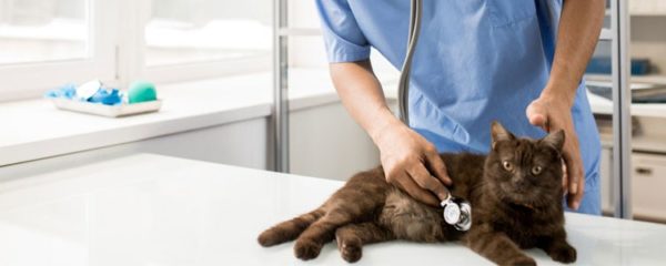 Clinique vétérinaire