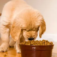 Alimentation-de-mon-chien