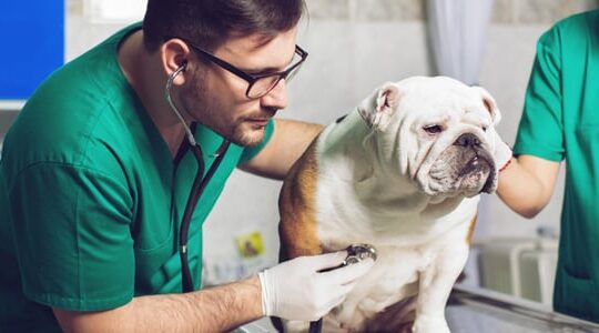 urgences-veterinaires-les-situations-les-plus-courantes